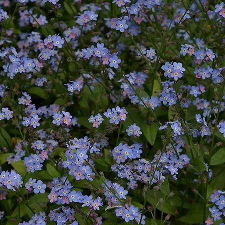 Les Myosotis